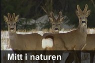 Mitt i naturen