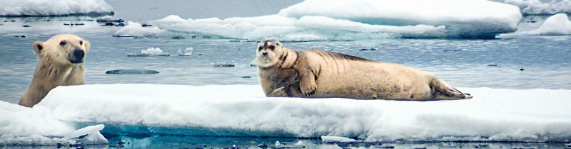 isbjorn-och-sal-på-isflak-the-hunt
