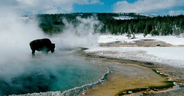 Bisonoxe i naturfilmen "Jul i Yellowstone" i SVT Play