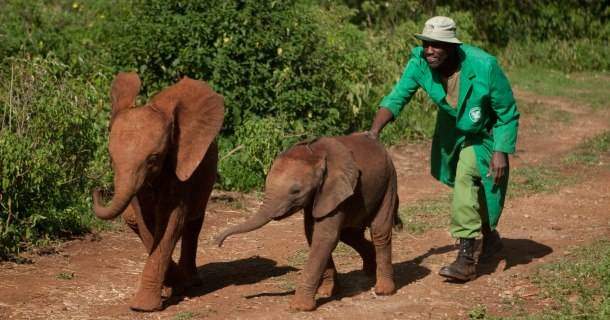 Man med elefantungar i Nairobi i naturfilmen "Av kärlek till elefanter" i SVT Play