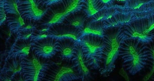 Självlysande koraller i Röda havet i dokumentärserien "Naturens underverk" i UR Play