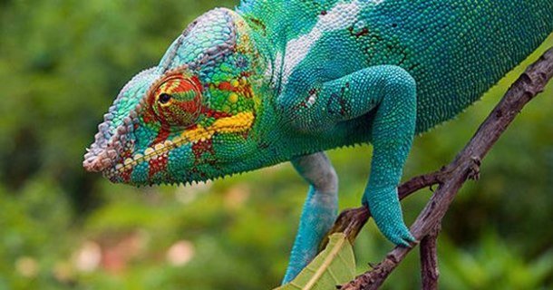 Kameleont i naturserien Madagaskar i SVT Play