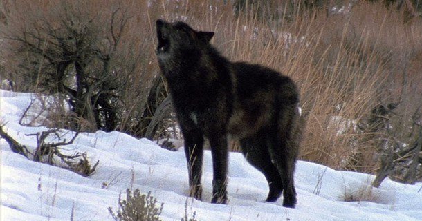Svart varg och casanova i Yellowstone i naturfilmen "Den svarta vargen" i SVT Play