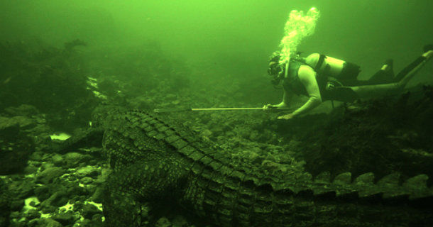 dykare som dyker bland krokodiler i naturfilm i svt play