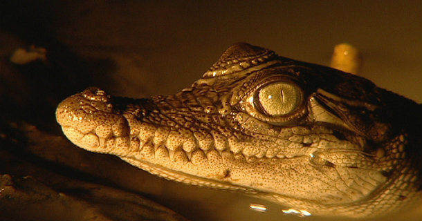 Krokodil i dokumentären "Krokodiler till havs" i SVT Play