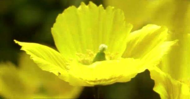 Gul blomma i tv-programmet "Blommornas värld" i SVT Play