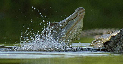 krokodiler i tv-serien reptiler och groddjur i svt play
