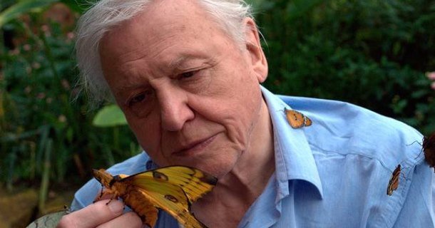 David Attenborough i naturserien "Livets uppkomst" i SVT Play