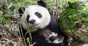vild panda med unge i dokumentären "Kinas vilda Pandor" i SVT Play