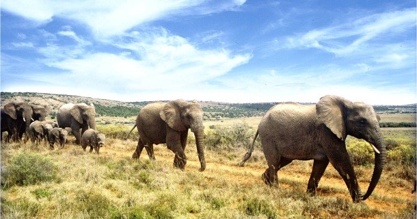 vandrande elefanter i naturfilmen Elefanternas uttåg i SVT Play