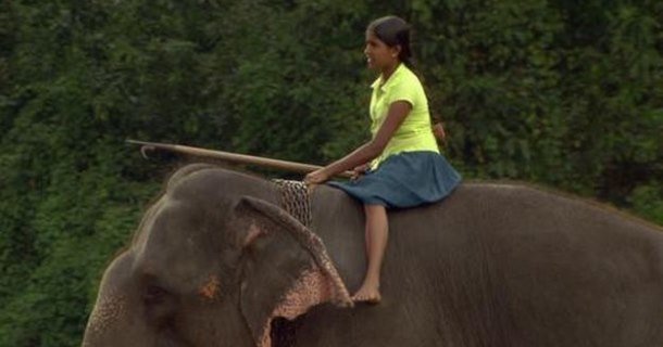 Indisk elefantförare i dokumentären "Elefantförarens dotter" i SVT Play
