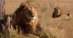 två lejon i naturfilmen "Lejonens kamp för livet" i SVT Play