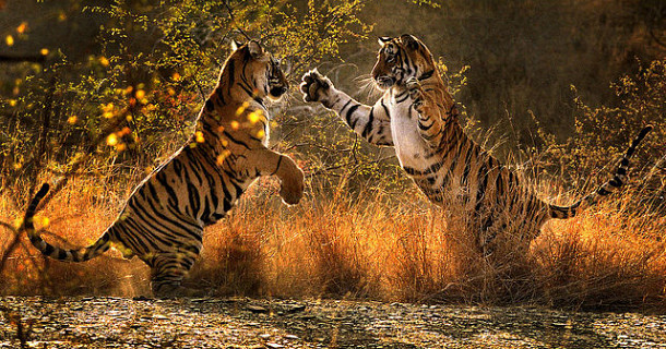 tigrar slåss i naturfilmen "Broken tail - en tigers öde" i SVT Play