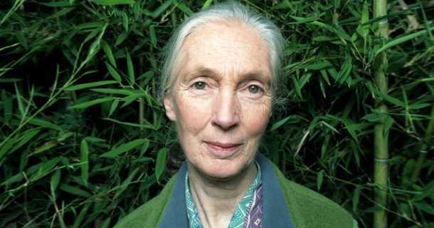 Jane Goodall i dokumentären "Jane Goodalls kamp för världen" i SVT Play