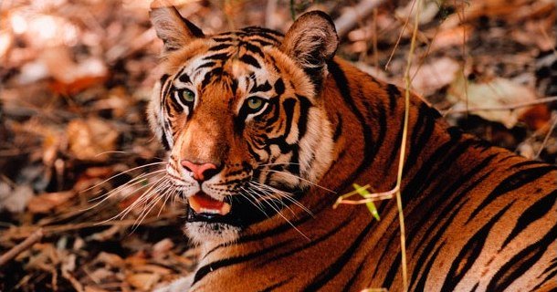 Indisk tiger i naturserien "Det vilda Indien" i SVT Play