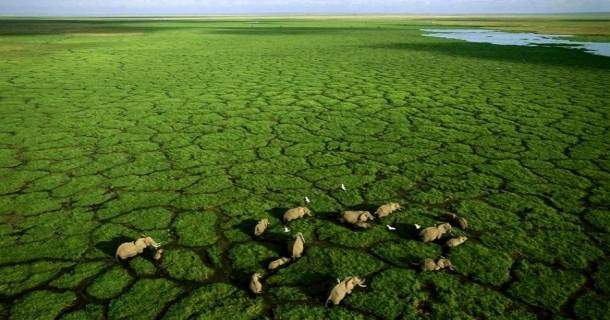 Bild tagen från luften över grönt fält med Elefanter i dokumentären "Home: den stora resan" i SVT Play