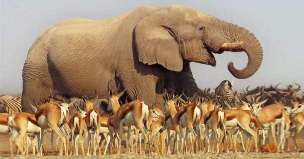 Elefant och gaseller i naturserien Afrika i SVT Play