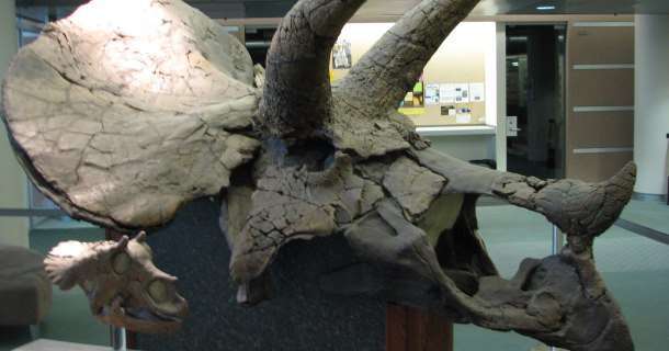 Triceratops fossiler i dokumentären "Den nya dinosaurien" i SVT Play