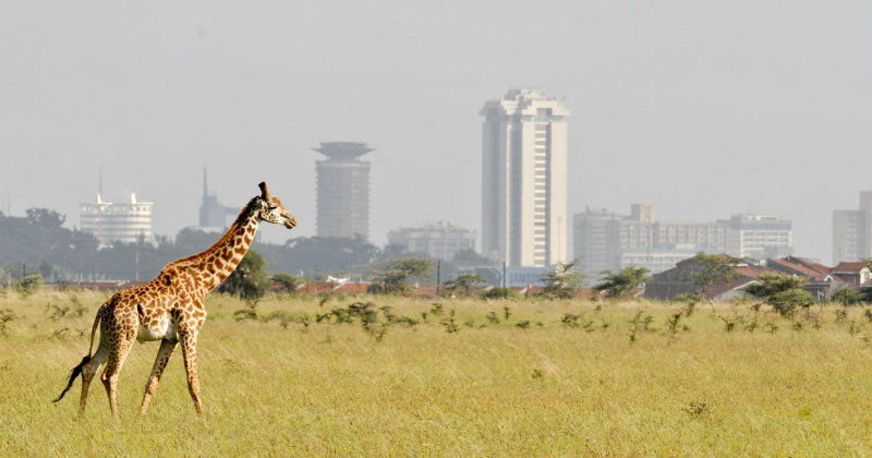 Giraff i Nairobi i dokumentären "De vilda djurens Nairobi" i SVT Play