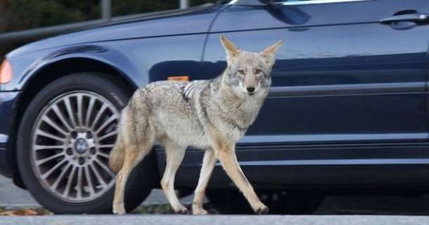 Prärievarg i naturfilmen "Urban Coyote" i SVT Play