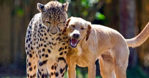 Leopard och hund är vänner i dokumentären "Omaka par" i SVT Play