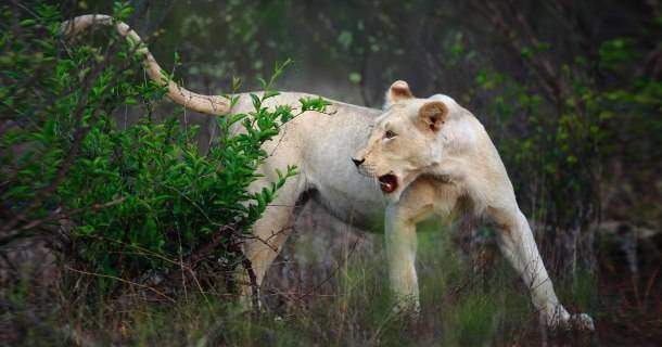 Vitt lejon i Krugerparken i dokumentären "Vita lejon" i SVT Play