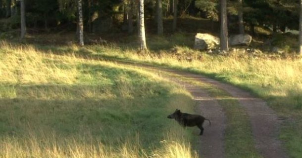 Vildsvin på sommarväg i "Vildsvin på fatet" i SVT Play