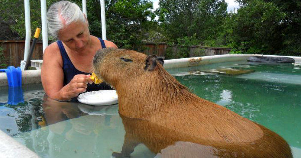 Capybara i "Världens största husdjur" i TV4 Play