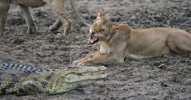 Krokodil och lejon i "Krokodiler trängda av torkan", naturfilm i SVT Play
