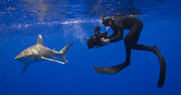 Haj och dykare i dokumentären "Hajen - filmen som förändrade världen" i SVT Play