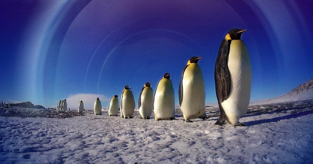 Pingviner på led i serien "Världens natur: Pingvinerna" i SVT Play