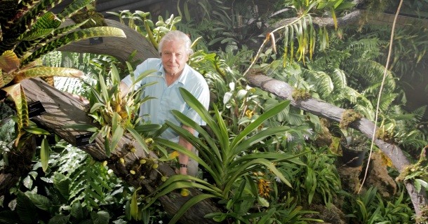 David Attenborough i dokumentären "Växternas hemliga liv" i SVT Play