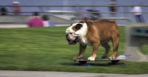 Bulldog på skateboard i serien "Djurvärldens snillen" i SVT Play