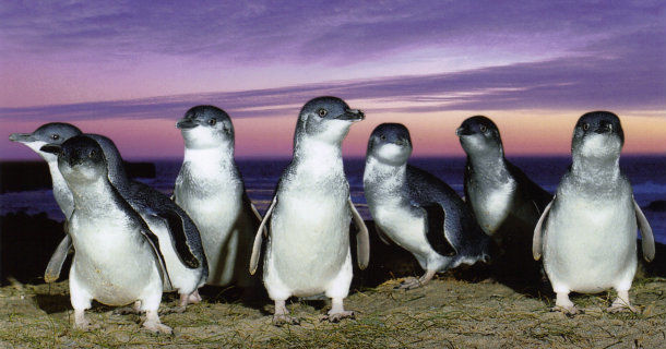 Pingviner i naturserien "Dvärgpingvinernas ö" i SVT Play