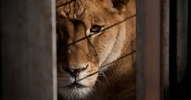 Lejon i dokumentären "Katastrof i djurparken" i SVT Play