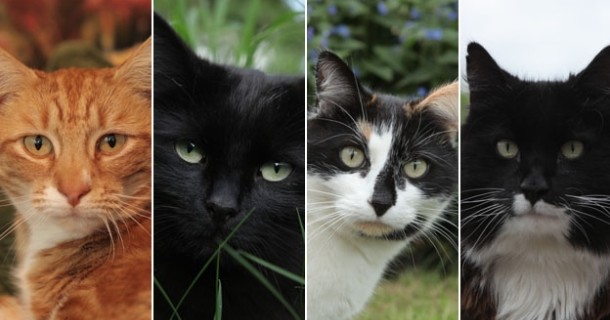 Fyra katter i dokumentären "Kattens hemliga vägar" i SVT Play