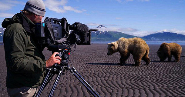 Filmare och björnar i "Världens natur: Björntorget" i SVT Play