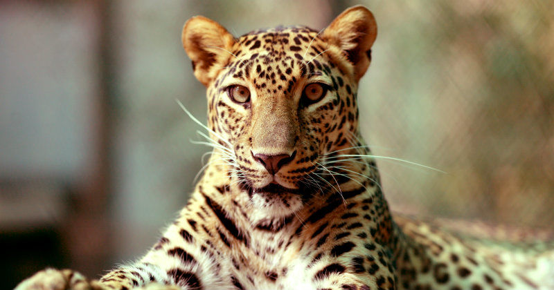 Leopard i naturfilmen Leoparder bland människor i SVT Play