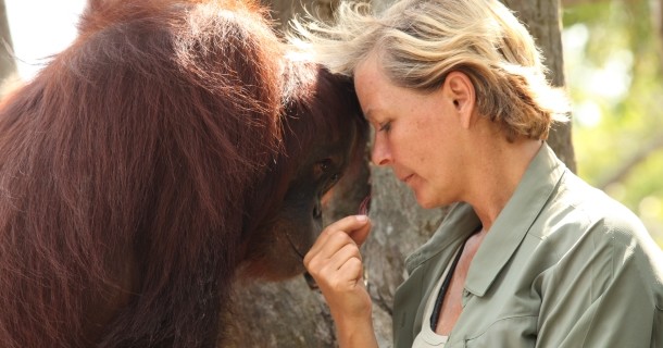 En räddad Orangutang och Lone Droscher Nielsen i "Orangutangens sista chans" i SVT Play