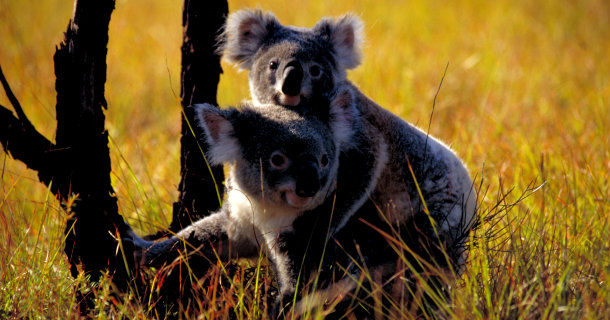 Koalabjörnar i naturfilmen "Coola koalor" i SVT Play
