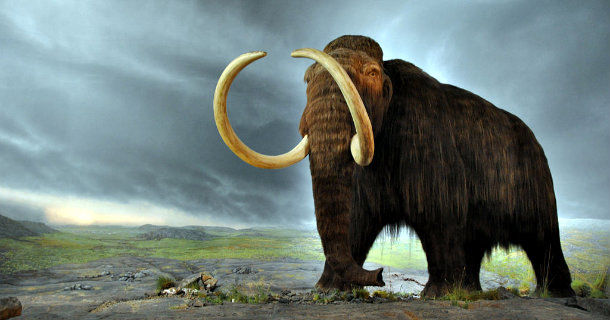 Mammut i dokumentären "Kan mammuten återuppstå?" i SVT Play