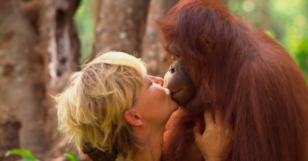 Lone Dröscher Nielsen med orangutang i dokumentären "Lone och orangutangerna" i SVT Play