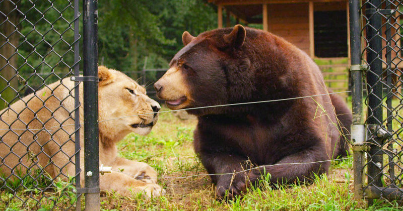 Lejon och björn i dokumentären "Naturens märkligaste par" i SVT Play