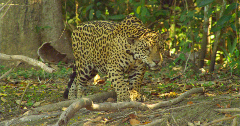 Jaguar i naturserien "Världens natur: Brasilien" i SVT Play