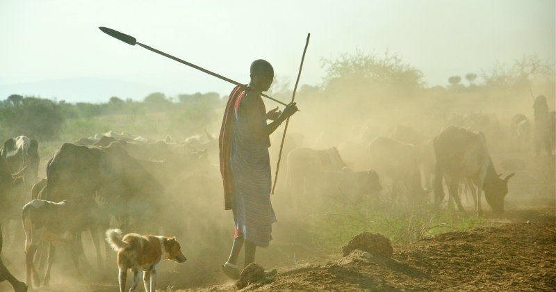 Man med boskap i Tanzania i dokumentären "Lejon som grannar" i SVT Play