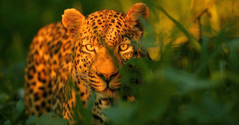 Leopard i naturfilmen "En osannolik leopard" i SVT Play