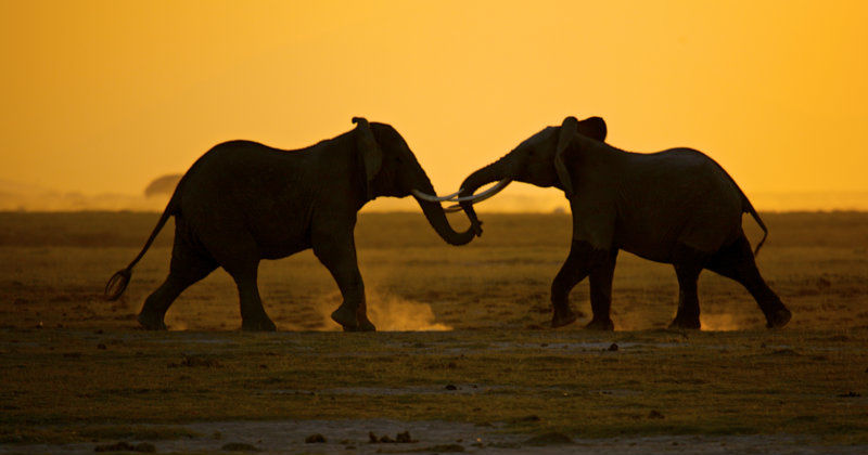 Elefanter på savannen i dokumentären "Kriget om elfenbenet" i SVT Play