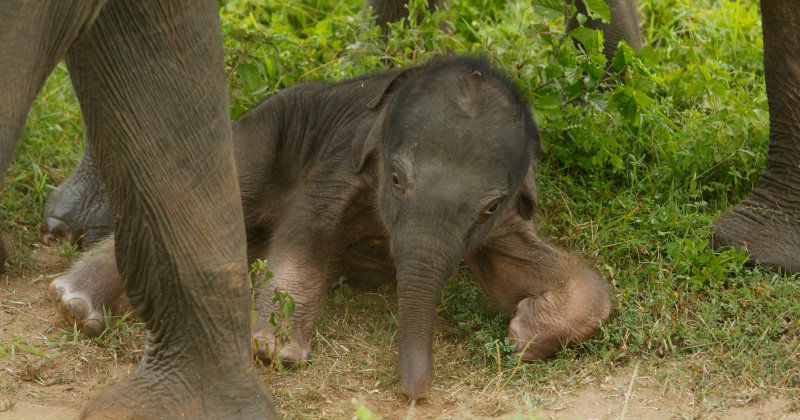 Elefantunge på Sri Lanka i naturfilmen "Sri Lanka: Elefanternas ö" i SVT Play