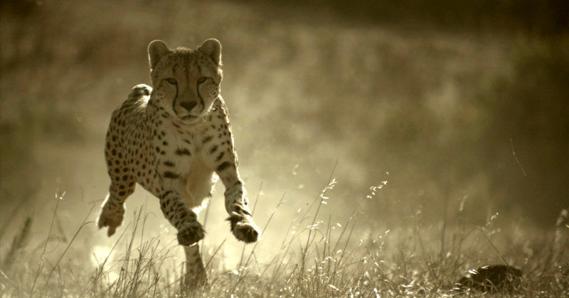 Springande gepard i naturdokumentärserien "Världens snabbaste djur" i SVT Play