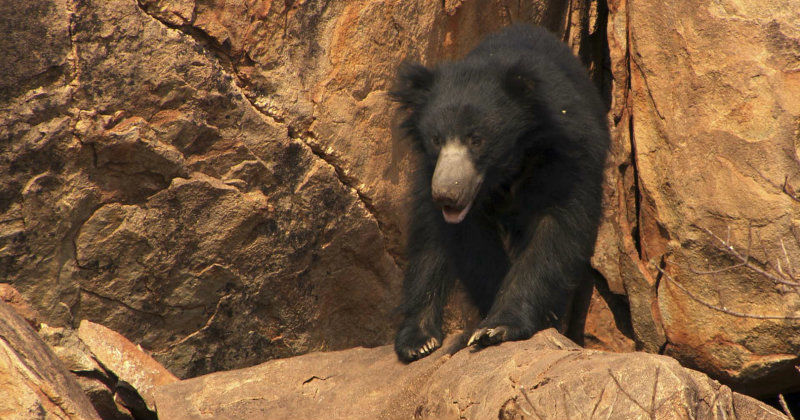 Indisk björn i naturfilmen "Baloo på riktigt" i SVT Play